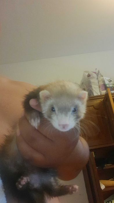 Animal femea 3 meses 150,00
