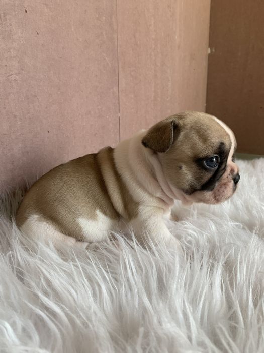 Bulldog frances fawn pied