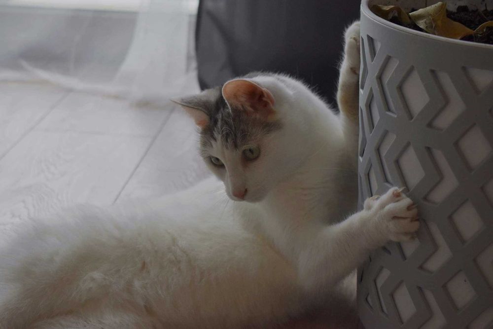 Uroczy Diego poleca się do adopcji!
