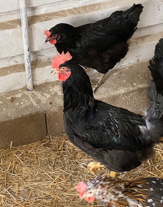 Galinhas pretas.