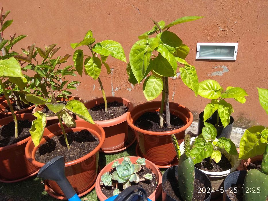 Tamarilho Árvore em vaso