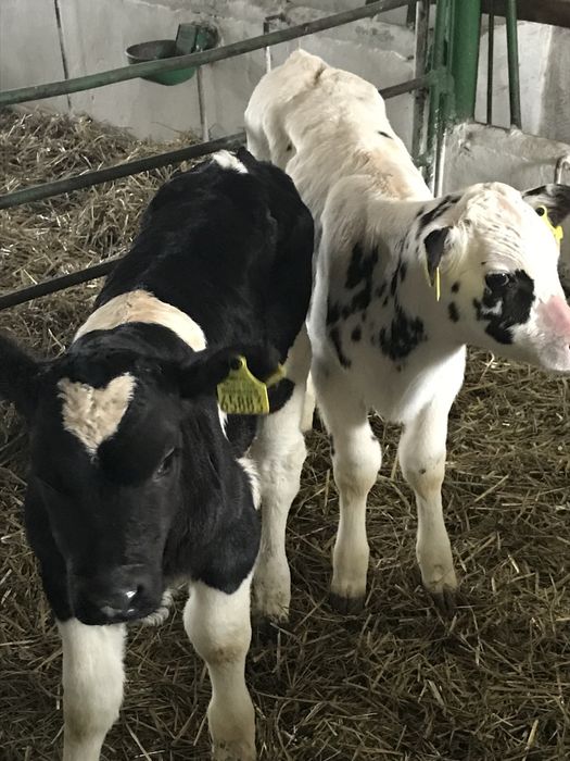 Sprzedam cielaki byczki i jałóweczki z kartami