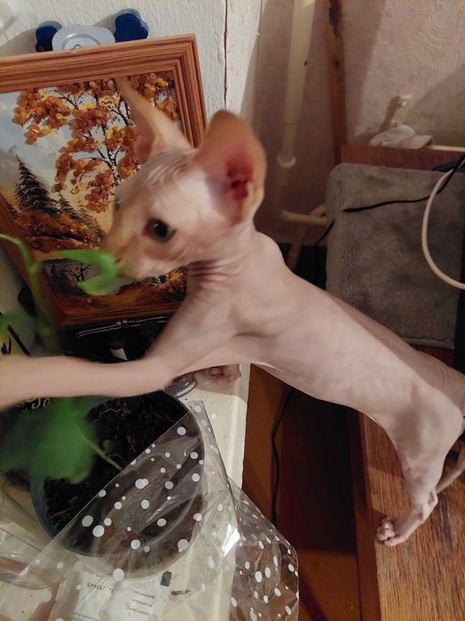 канадский сфінкс