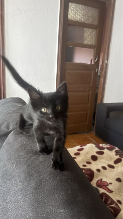 Lindos gatinhos