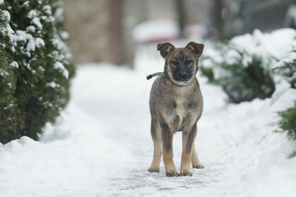 Цуценя в добрі руки. Дівчинка
