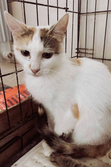 Kotka Fantazja nadal szuka domu