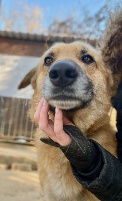 Leo - piękny przytulas szuka domu