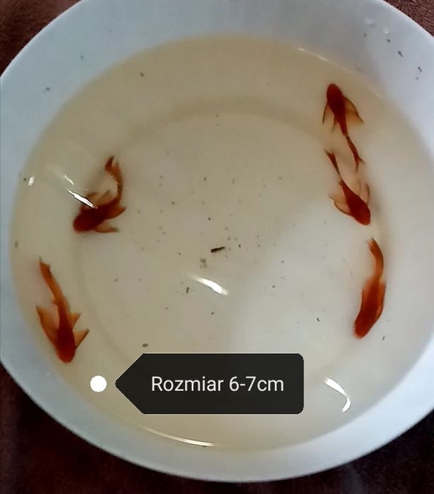 Super Red Long Fin zbrojnik czerwony ancistrus glonojad