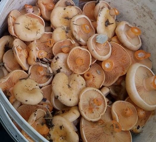 Rydze świeże 3 kg małe