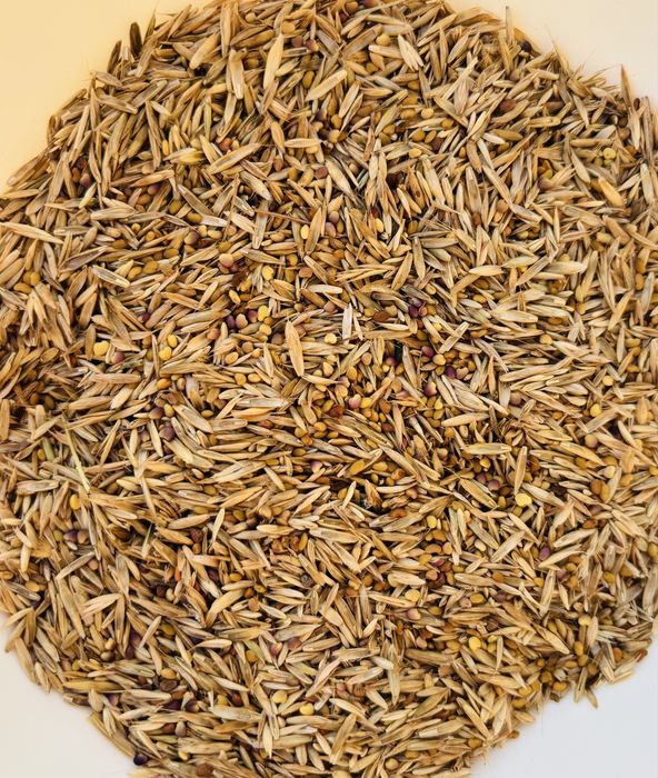 Mieszanka traw lucerna koniczyna gorzowska kupkówka festulolium trawa