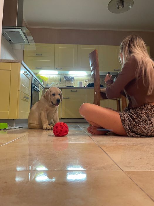 Кабель чистокровного Лабрадора ретривера предлагает услуги вязки