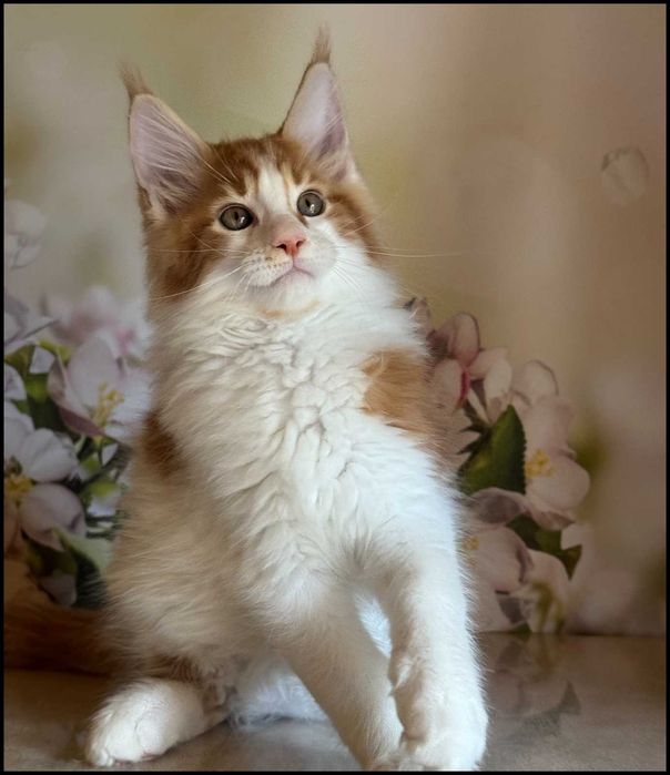 Kocurek Maine Coon Windor Już do odbioru