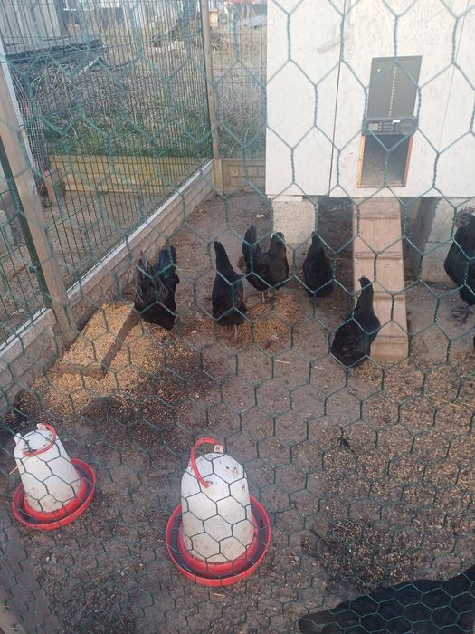 Jajka legowe ayam camani oraz silki jedwabistej zalezenie 99%
