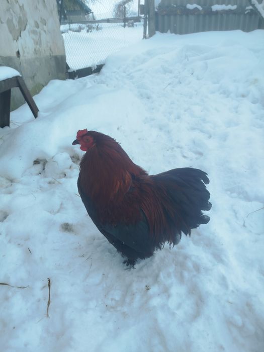 Кури карликовий кокенхін