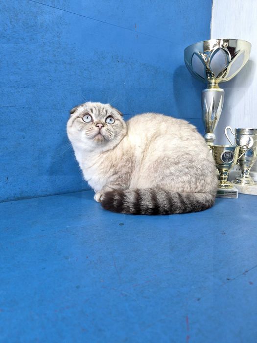 Шотландський красень в улюбленці