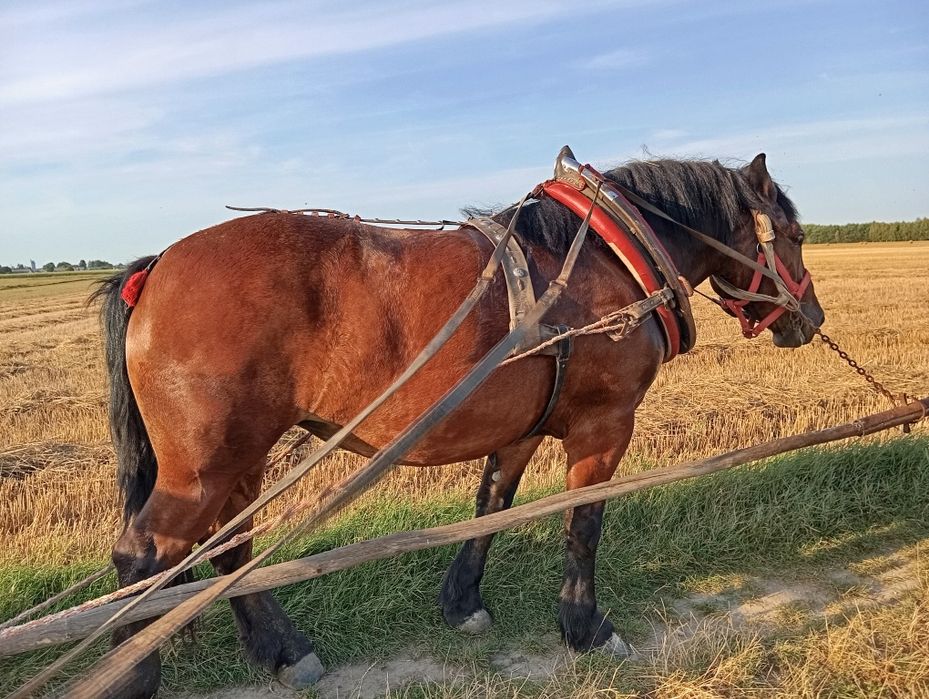 Klacz zimnokrwista spokoj 100% wyjeżdżona