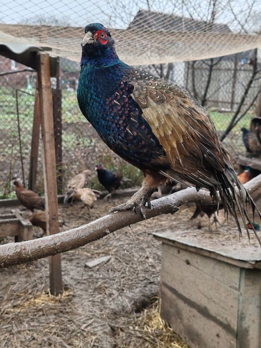 Продам фазанів мисливських