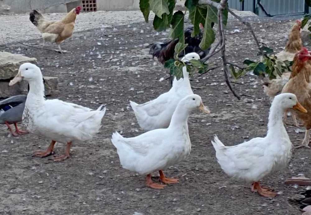 Ovos de pato pequim