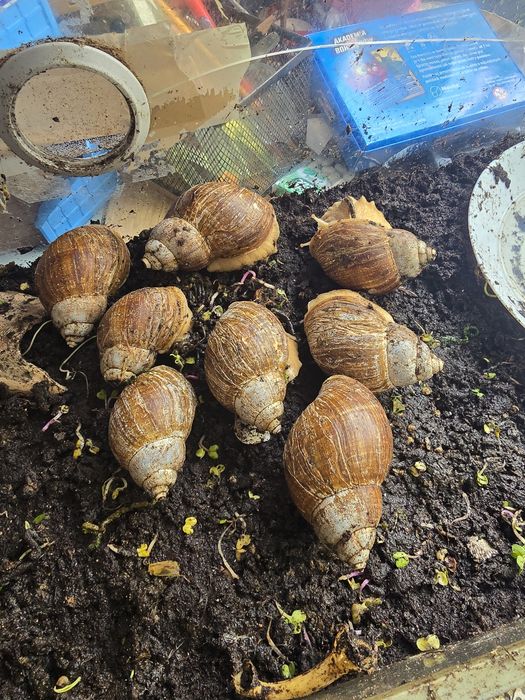 Oddam 8 Ślimaków Afrykańskich