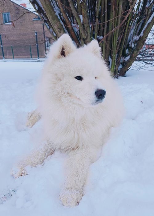 Samoyed piesek  biały miś