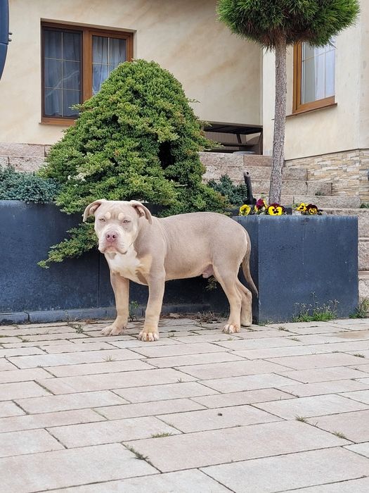 American bully pies dorosly  liliac tricolor grubej kosci