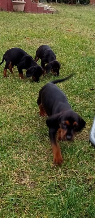 Gończy Polski szczeniak