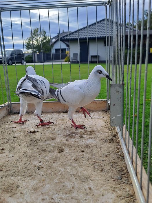 Srebrniaki Pasiaki Szarolote
