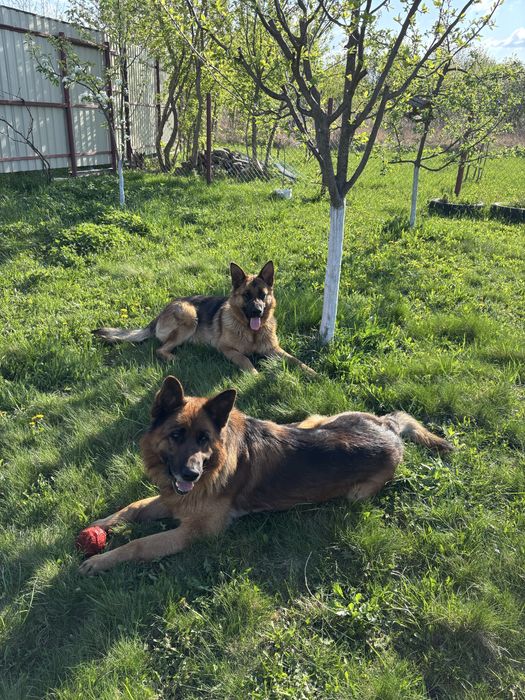 Німецька вівчарка