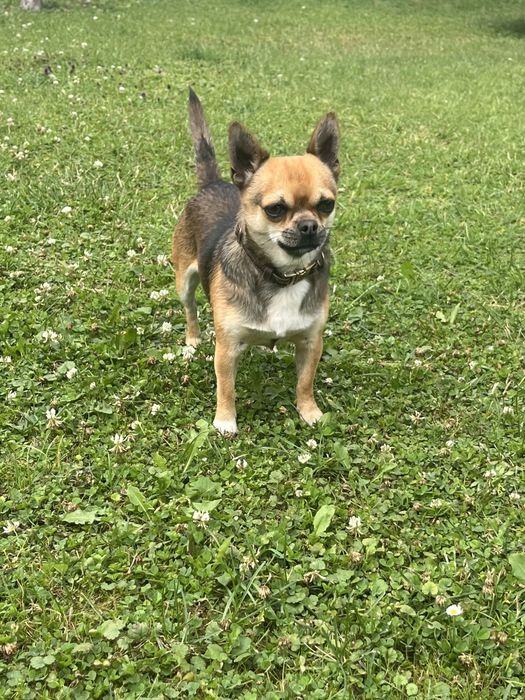 Pies chihuahua reproduktor