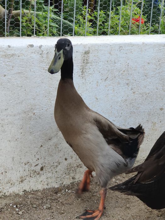 Pato corredor Indiano macho