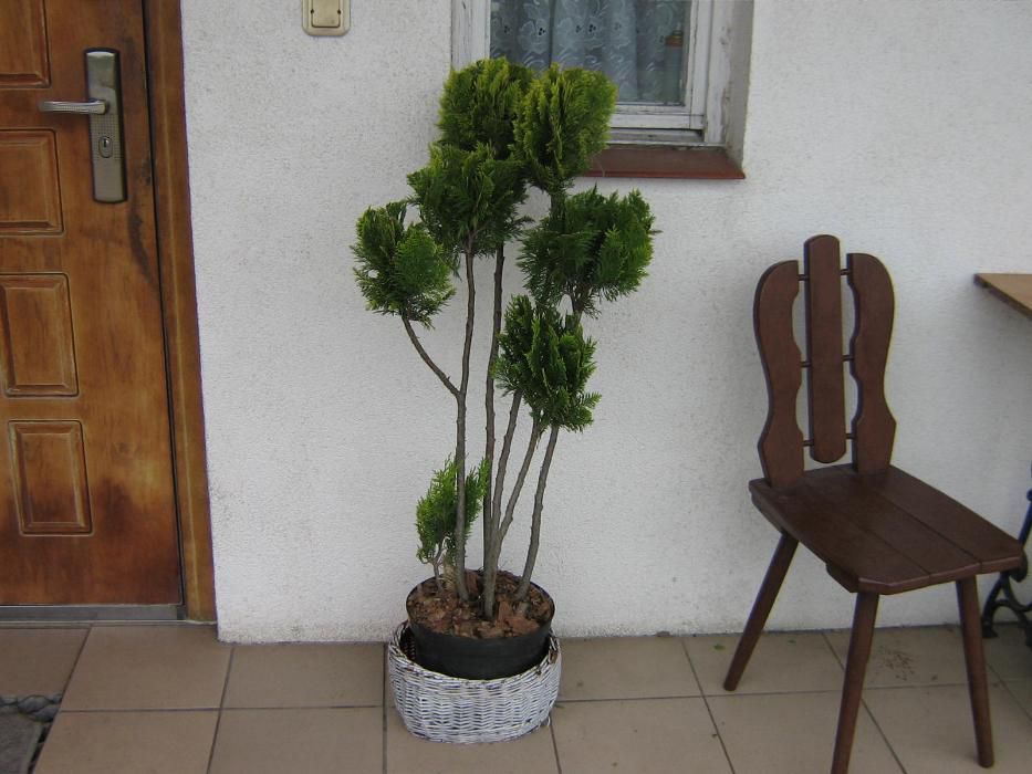 cyprysik lawsona ivonne bonsai . tuje . formowane drzewka Super cena !