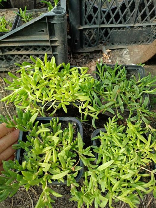 Делосперма. Грунтопокрівні рослини. Багаторічні квіти