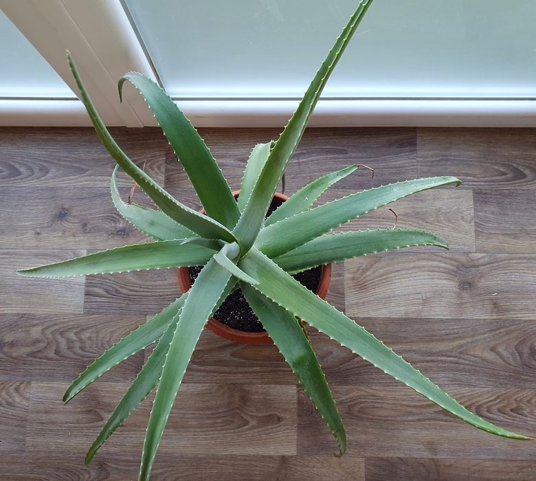 Алое вера (лікувальна рослина) з горщиком