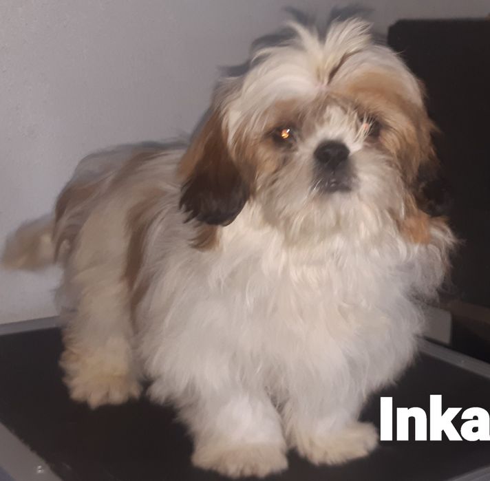 Shih-tzu sunia Inka Green House