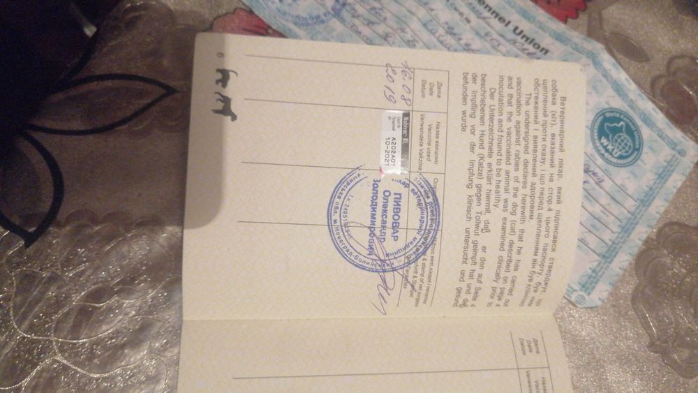 В'язка!Джек Рассел