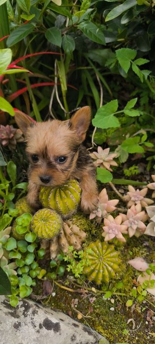 Yorkshire Terrier miniatura fêmea criado em ambiente familiar