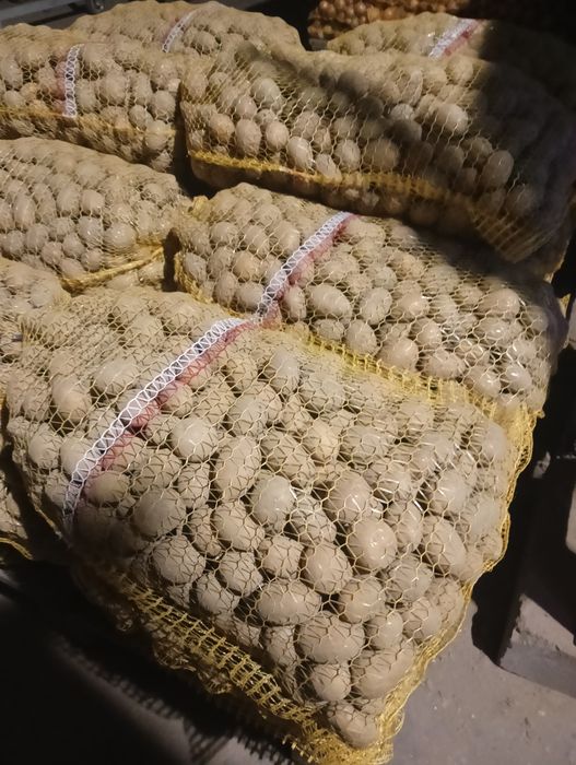 Ziemniaki paszowe odpadowe do zwierząt