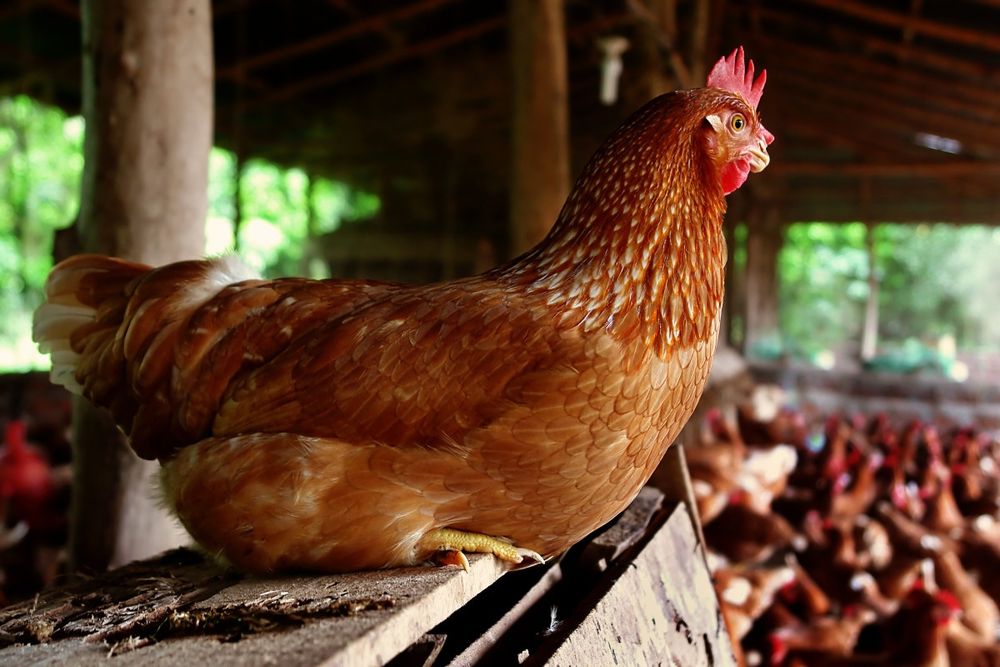 Kury nioski leghorn Messa Z Jajkiem Gryfów śląski