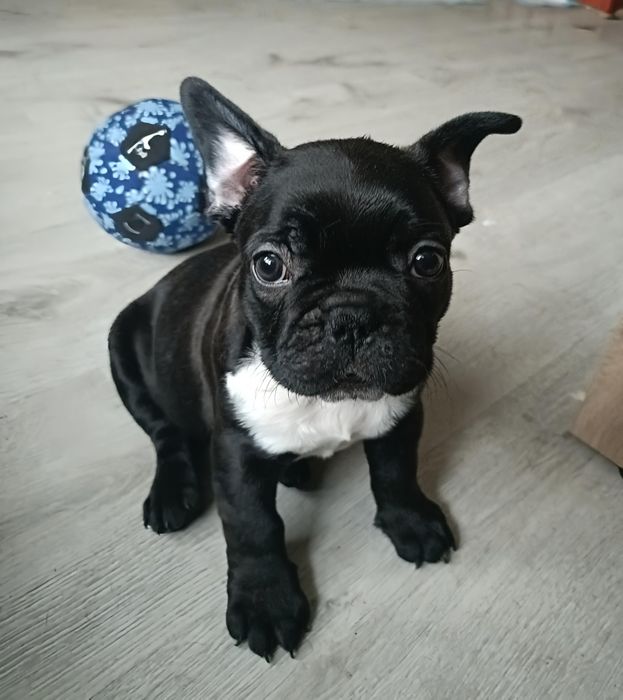 Buldog Francuski Szczeniak Piesek