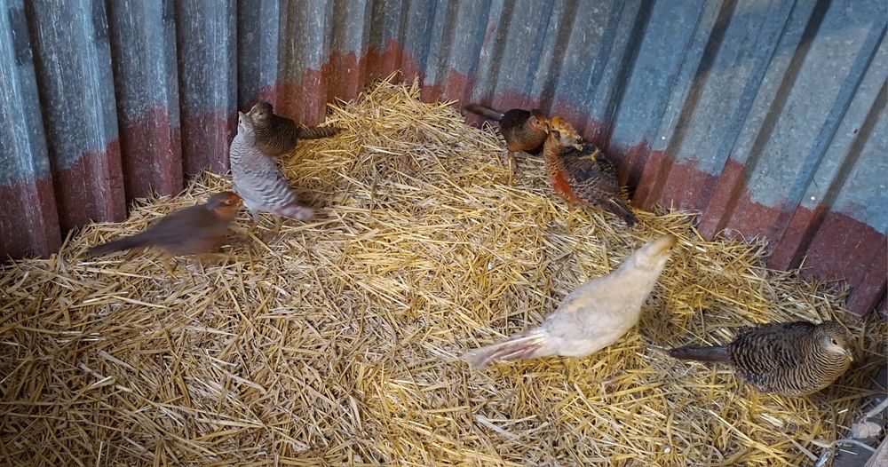 Bażant bażanty złote