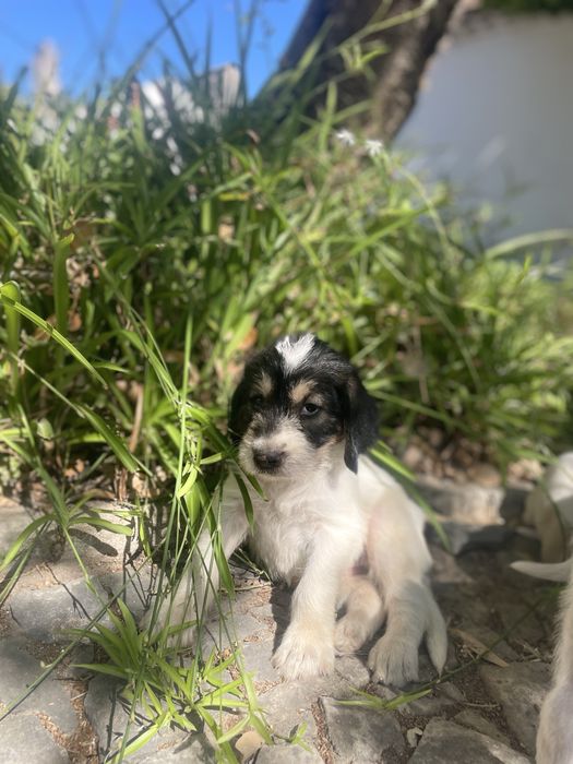 Cachorrinhos Grand Griffon Vendéen com dois meses para adoção