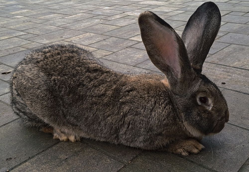 Samiec  Olbrzym Belgijski, szary