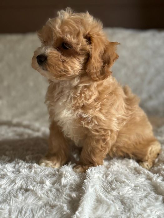 Maltipoo śliczny szczeniaczek