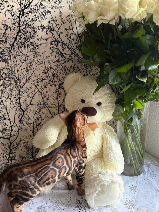 Бенгальські кошенятка. Всі BENn24