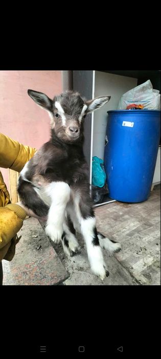 Продам козенят недорого