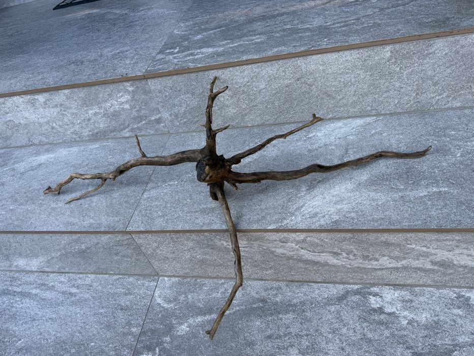 Korzeń akwarium terrarium krewetkarium naturalny ozdoba