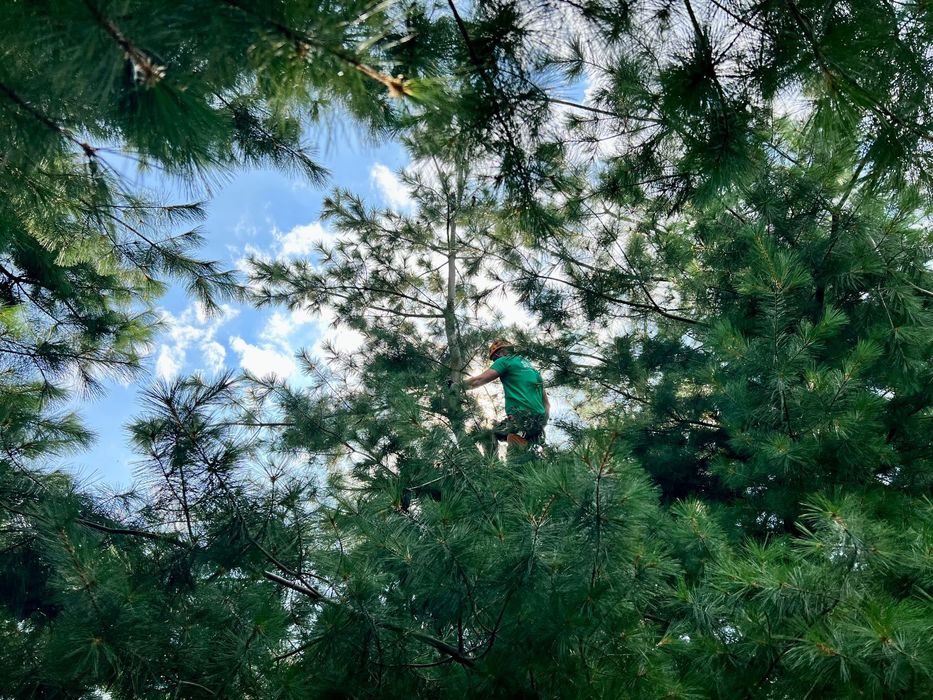 Wycinka i pielęgnacja drzew Katowice i okolice