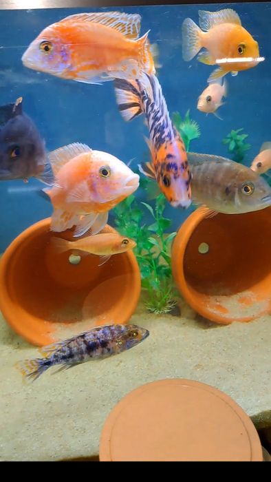 Ciclideos Aulonocara