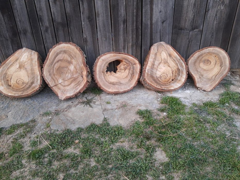 Krążki orzecha włoskiego