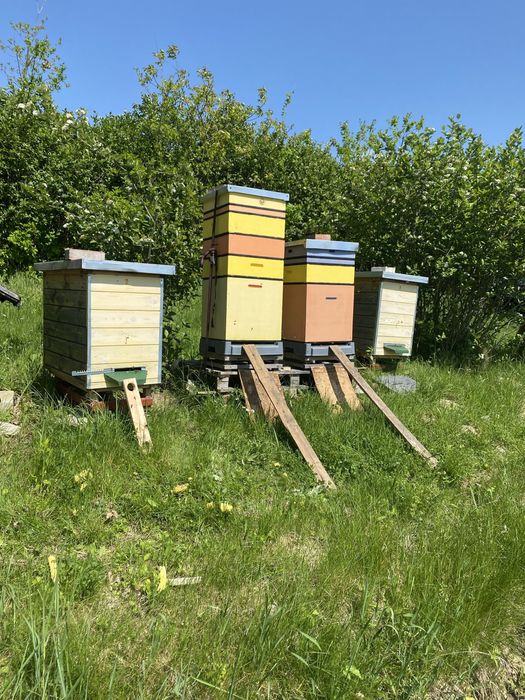 MIÓD wielokwiatowy 2 SŁOIKI z czerwca 2025r.